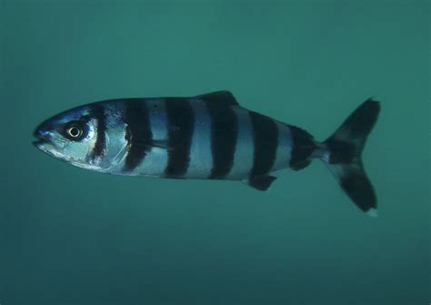 Pilot Fish, Naucrates Ductor .